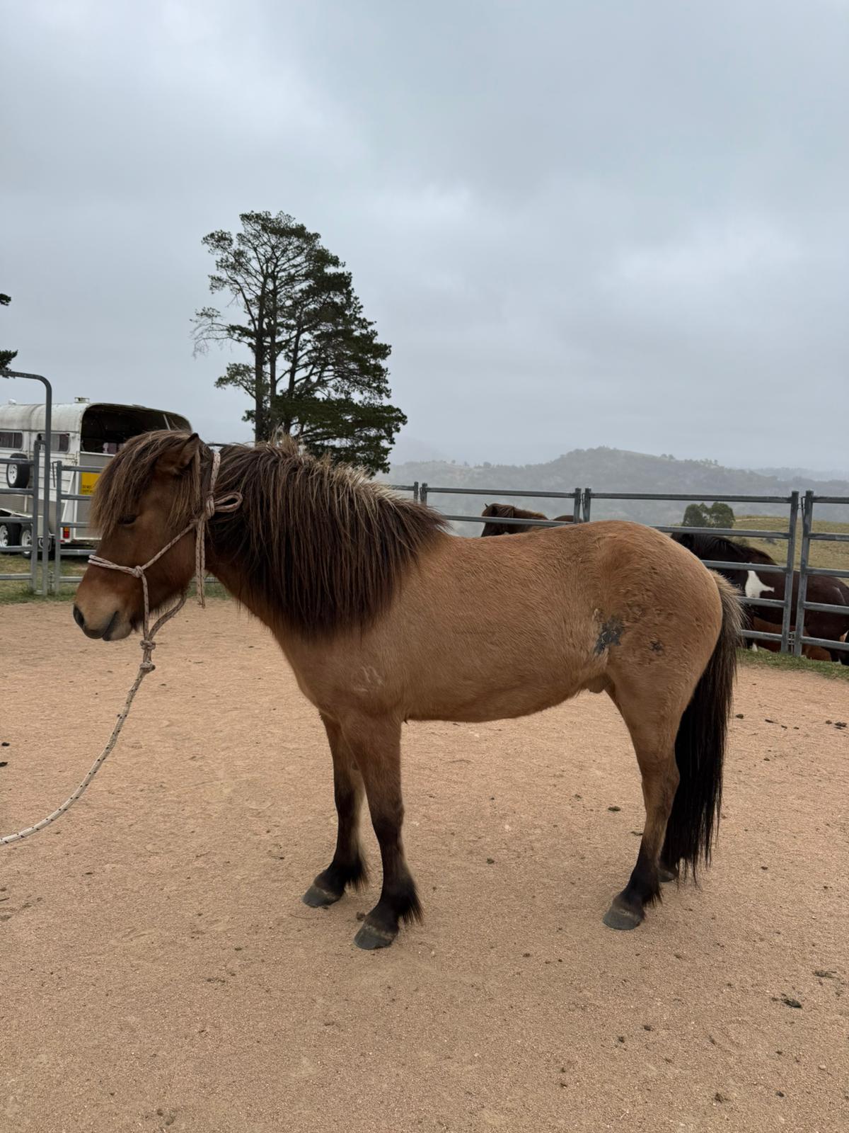 Djarfur from Megalong Icelandics - coming up in 6 months