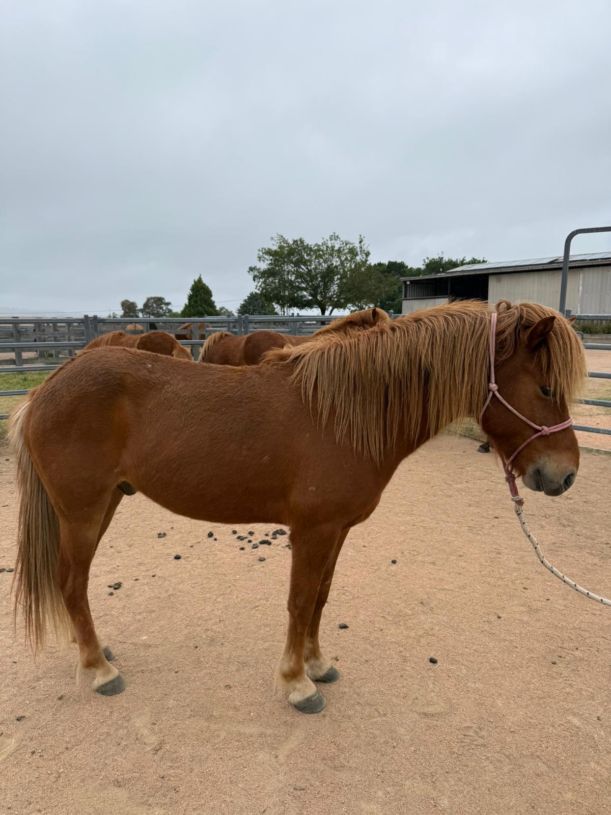 Dreki from Haldane - coming up in 8 months