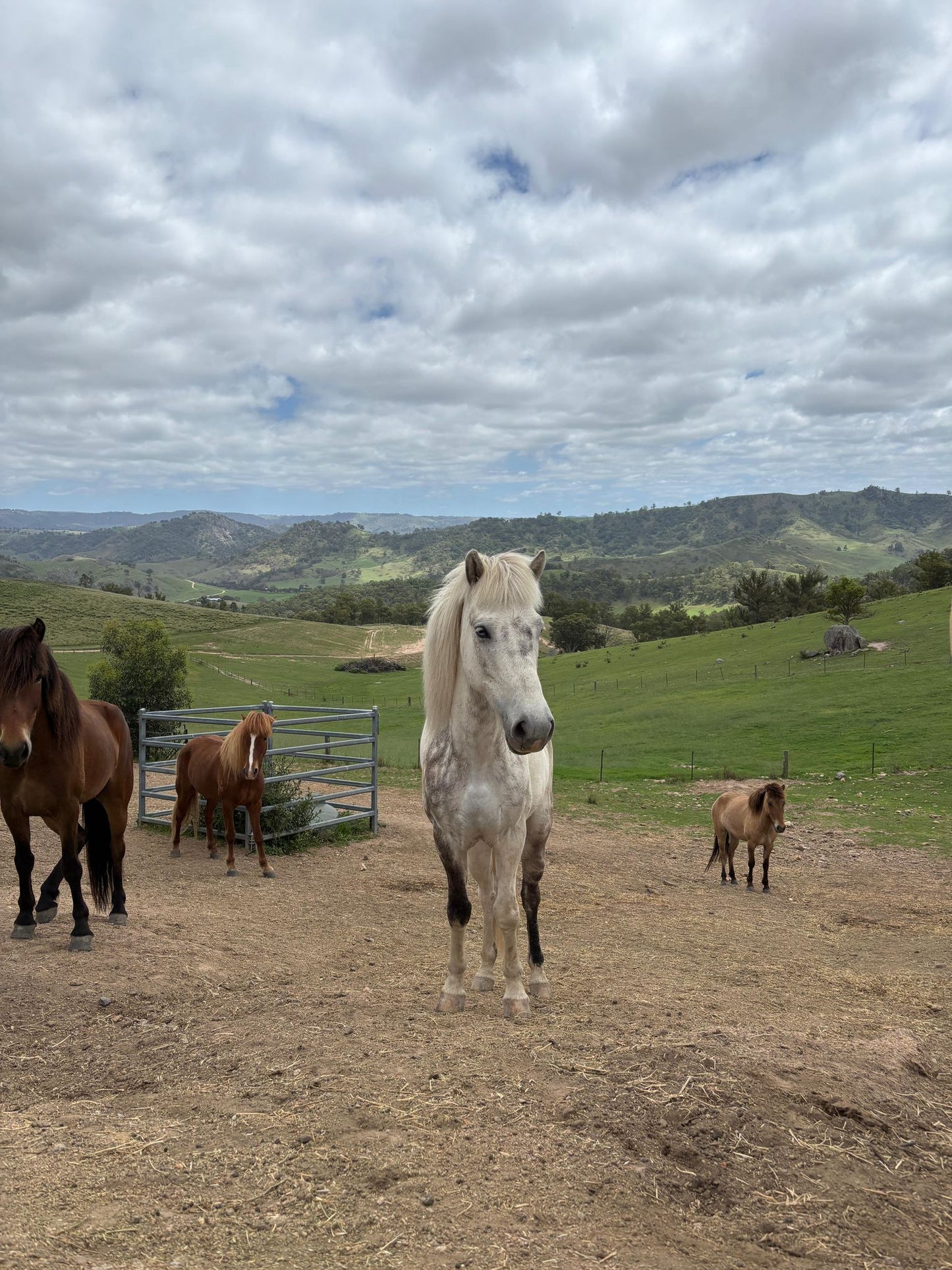 Sleipnir from Megalong - coming up in 6 months