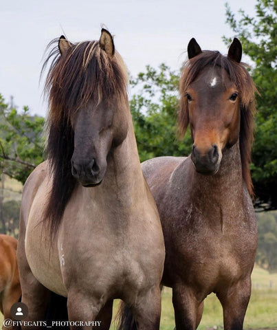 Magnús from Megalong Icelandic Horses