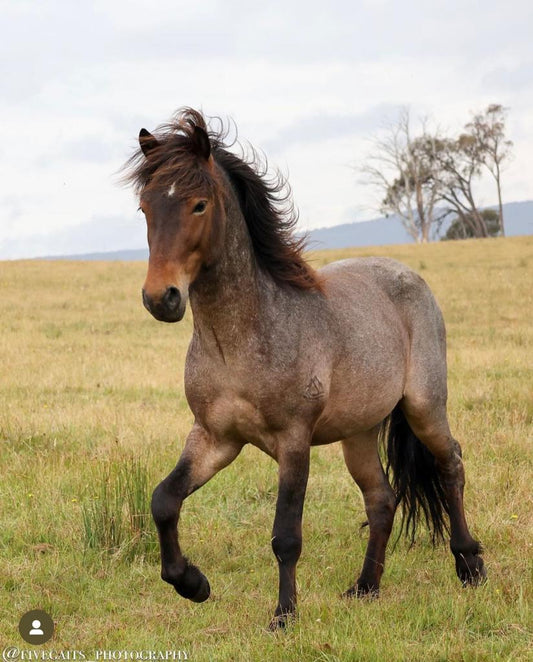 Plútó from Megalong Icelandic Horses
