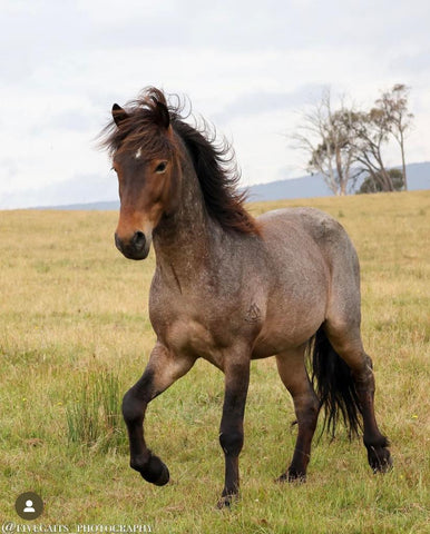 Plútó from Megalong Icelandic Horses