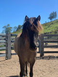 Kerski - coming up for sale in 1 month