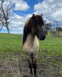 Magnús from Megalong Icelandic Horses