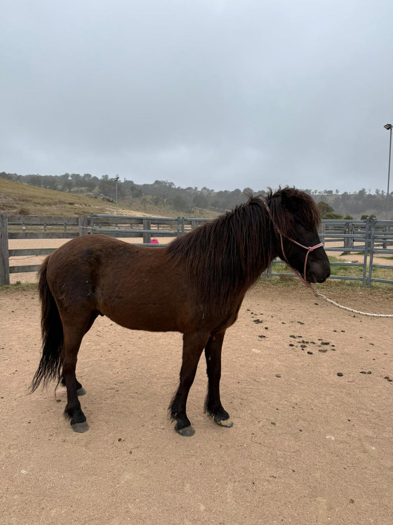 Sindri from Megalong Icelandics - coming up in 12 months