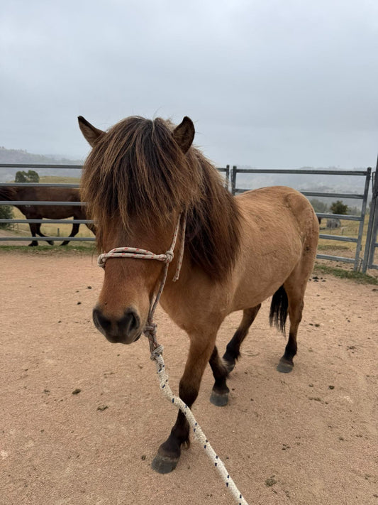 Djarfur from Megalong Icelandics - coming up in 6 months