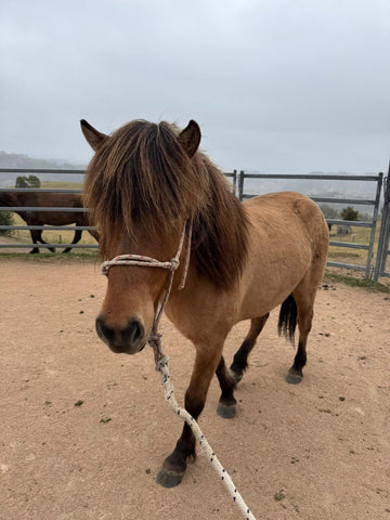 Djarfur from Megalong Icelandics - coming up in 12 months