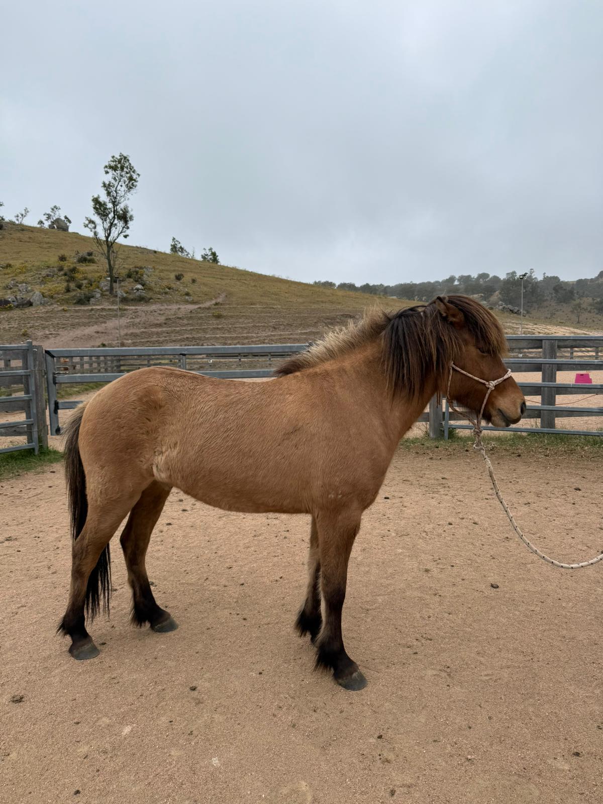 Djarfur from Megalong Icelandics - coming up in 6 months
