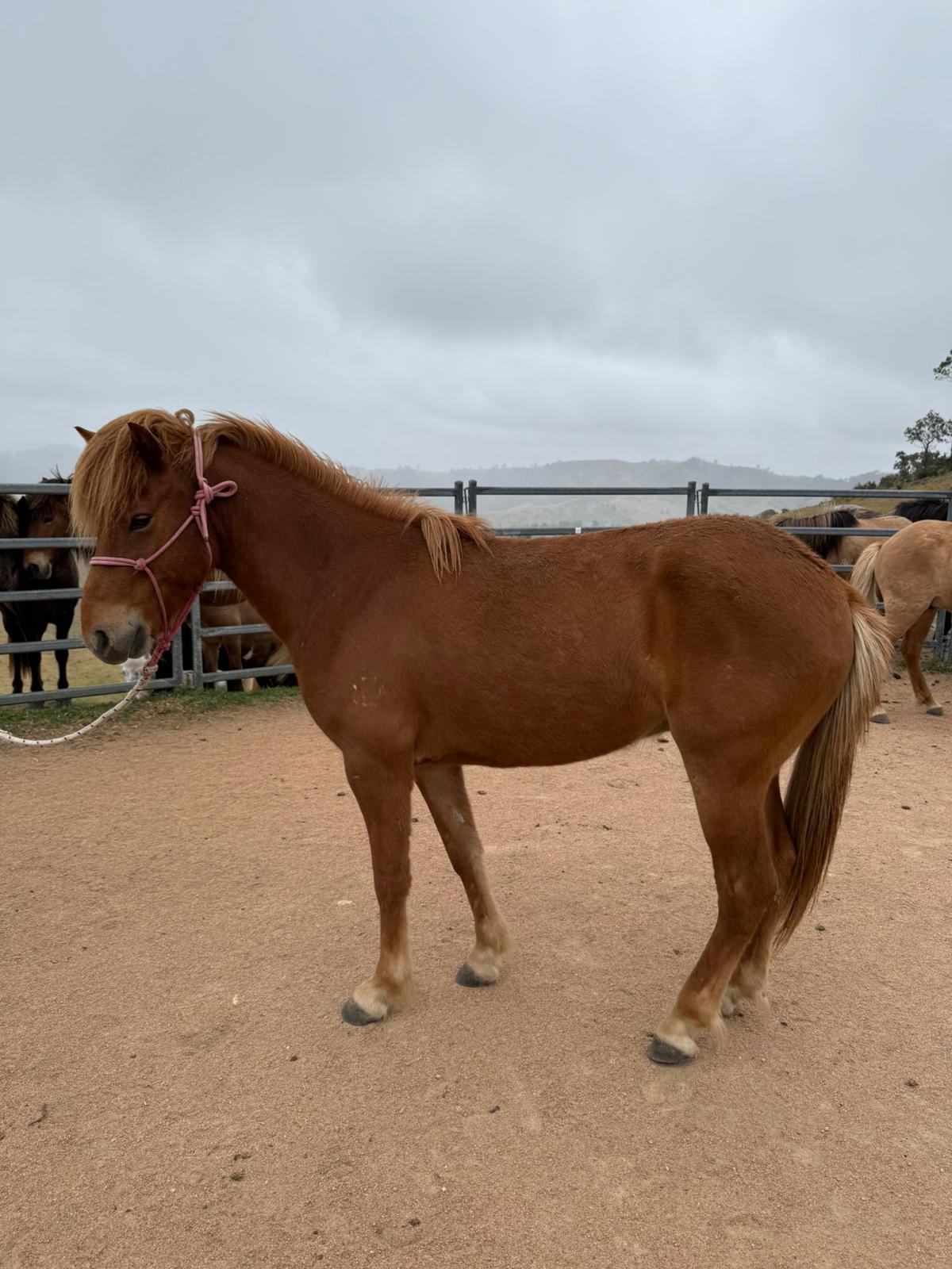 Dreki from Haldane - coming up in 8 months