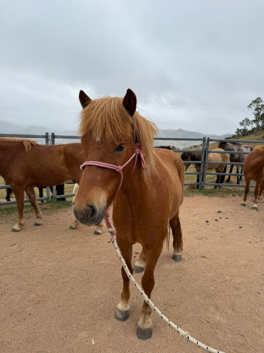 Glanni from Megalong Icelandics - coming up in 8 months