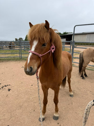 Lyftingur from Megalong Icelandics - coming up in 12 months