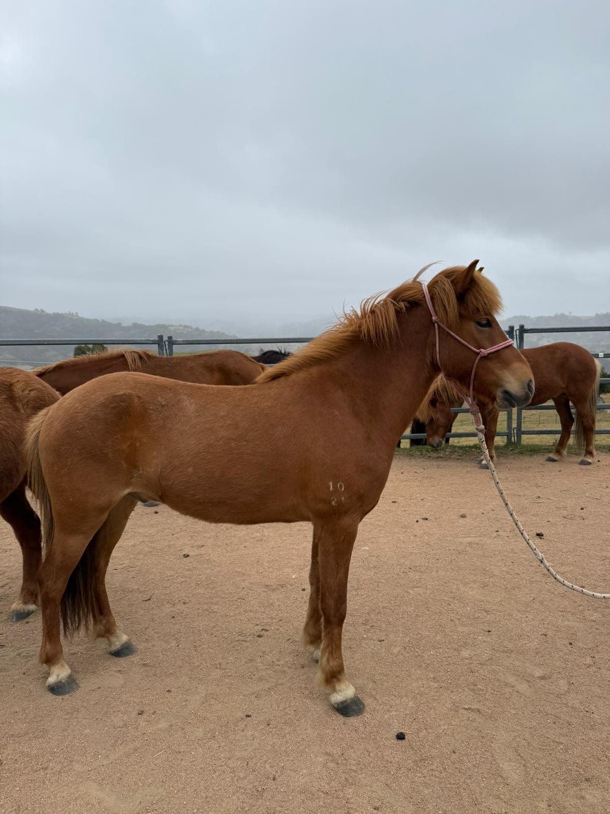 Lyftingur from Megalong Icelandics - coming up in 12 months