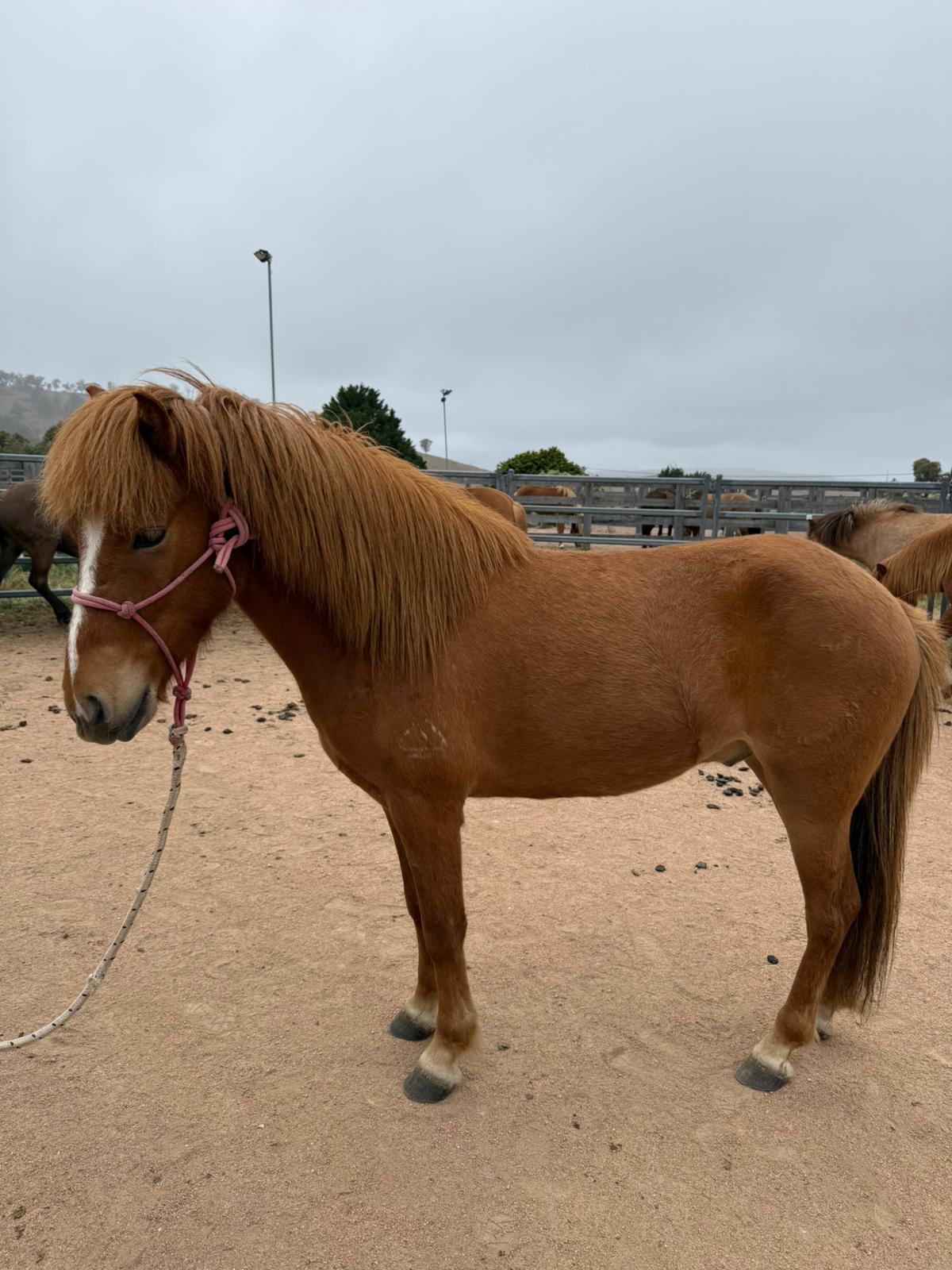Lyftingur from Megalong Icelandics - coming up in 12 months