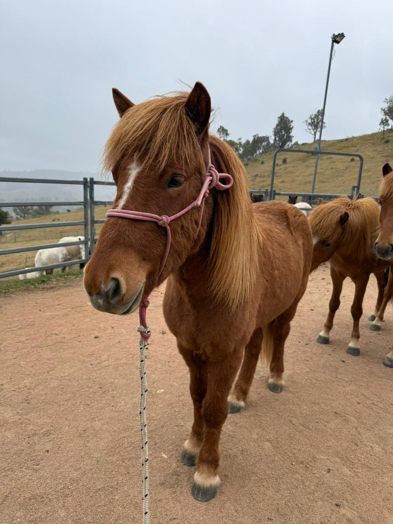 Ávaldi from Narrawin - coming up in 6 months