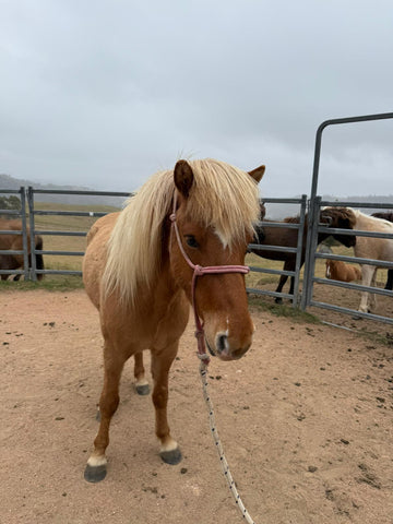 þyrnir from Haldane - coming up in 6 months