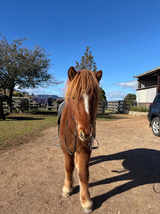 Ávaldi from Narrawin - coming up in 7 months