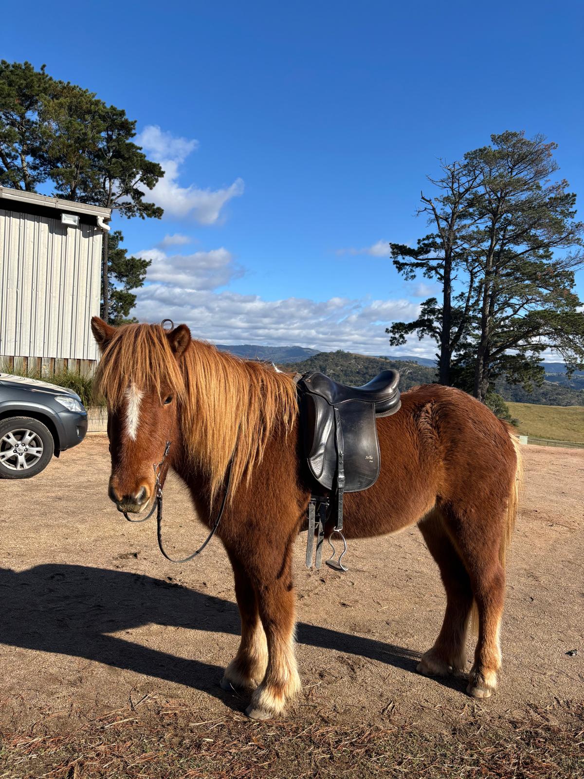 Ávaldi from Narrawin - coming up in 7 months