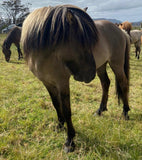 Magnús from Megalong Icelandic Horses