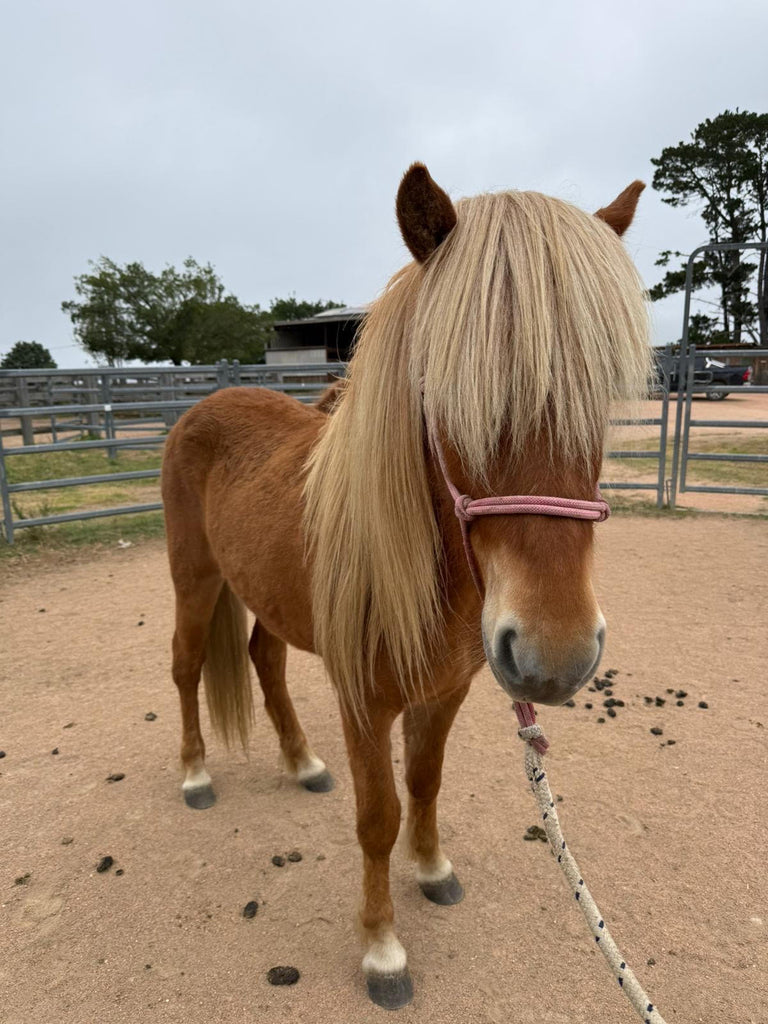 Ísfleygur from Megalong Icelandics - coming up in 20 months