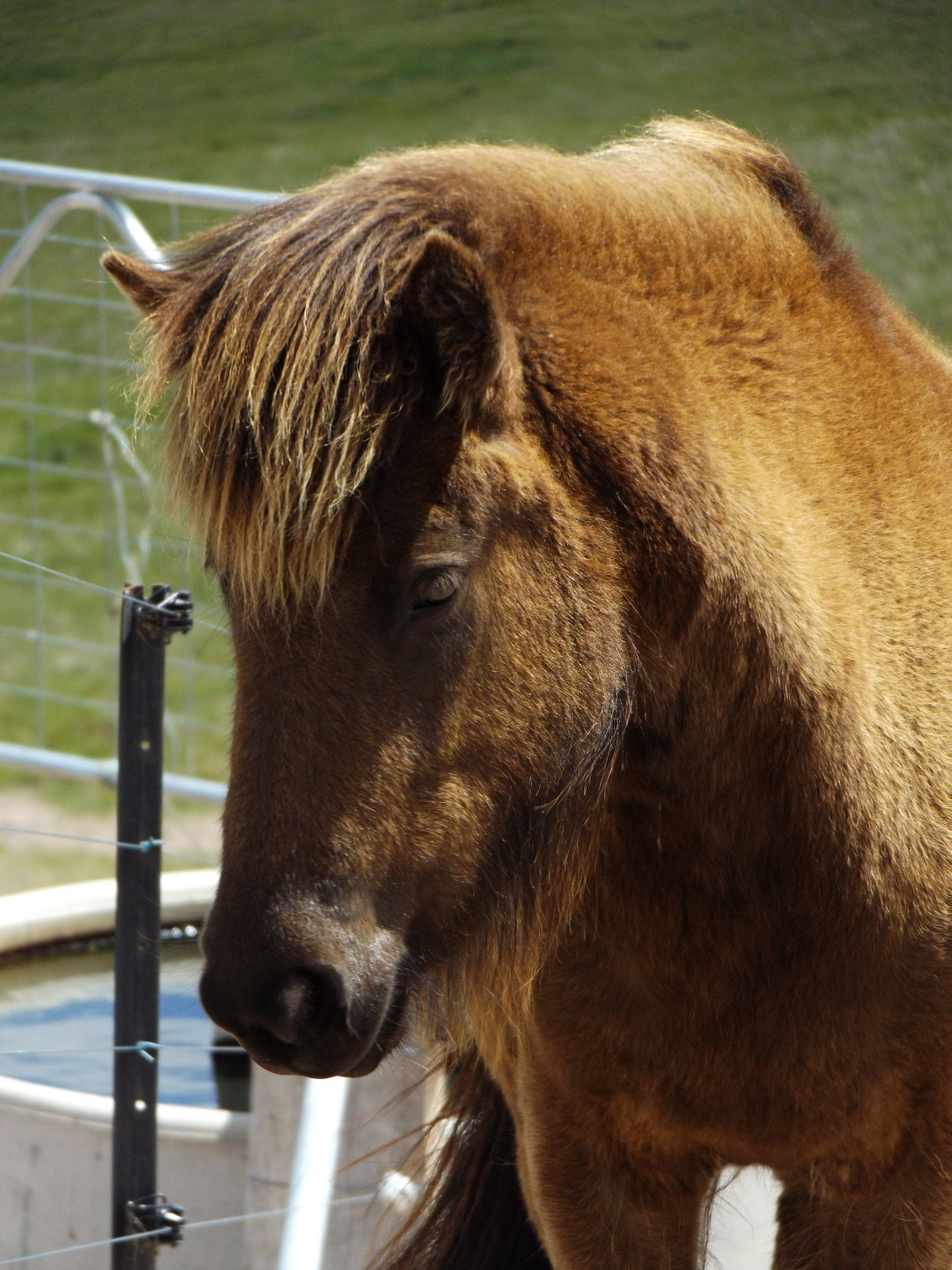 Blæja (sold)