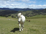 Birta (sold)