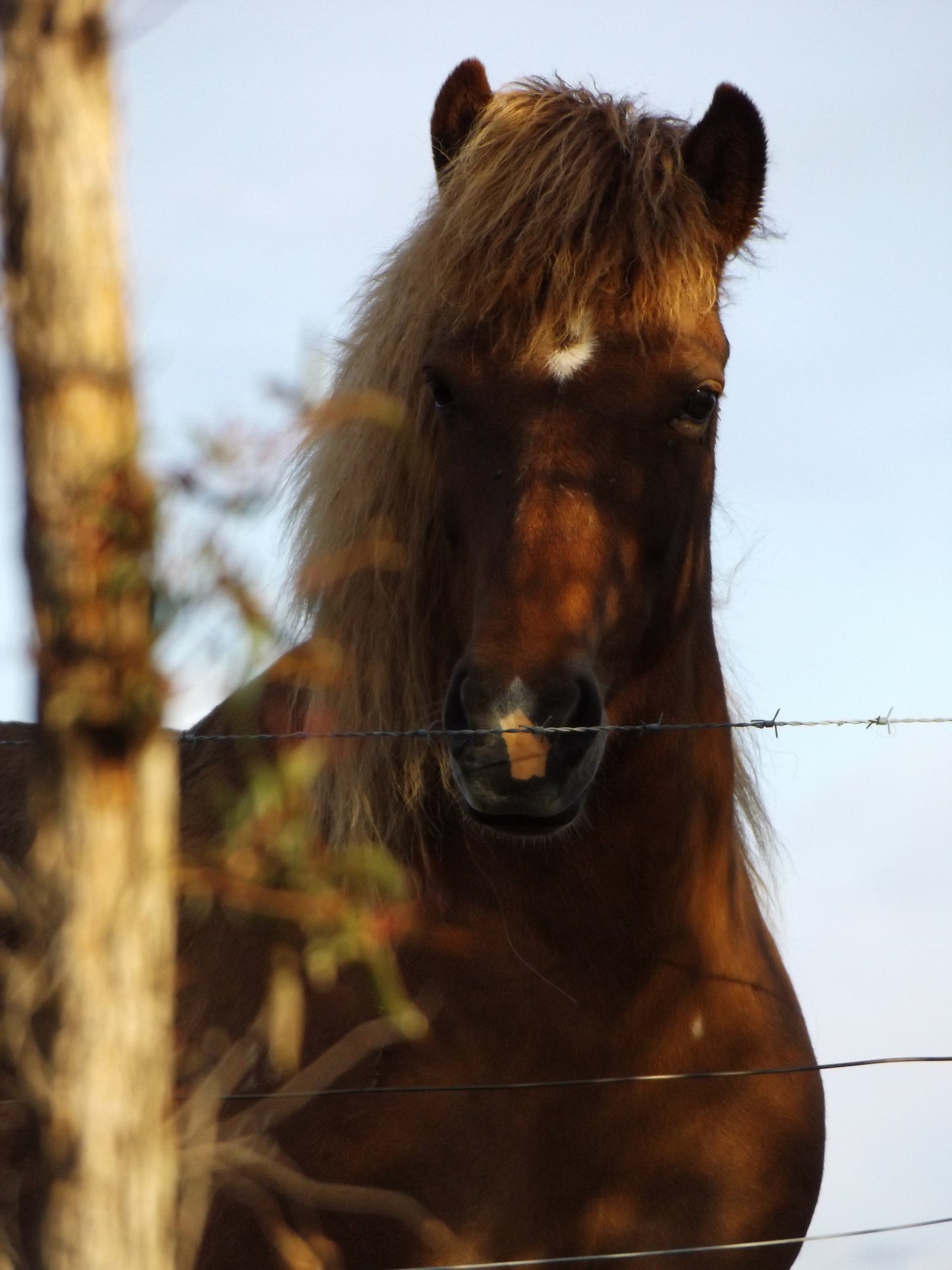 Meyla (sold)