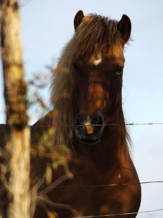 Meyla (sold)