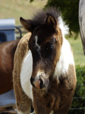 Loki (sold)