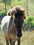 Kappi (sold)