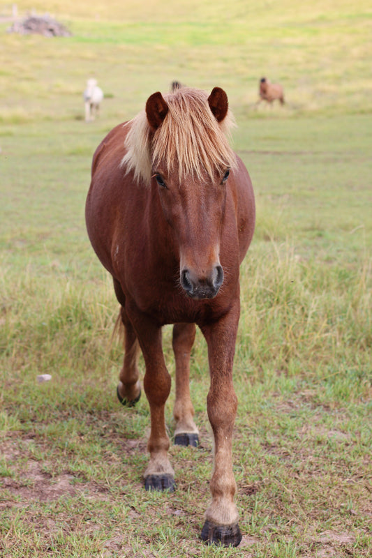 Gæfur (sold)