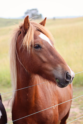Hákon (sold)