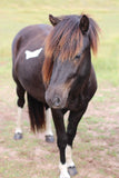 Skjóni (sold)