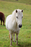 Birta (sold)