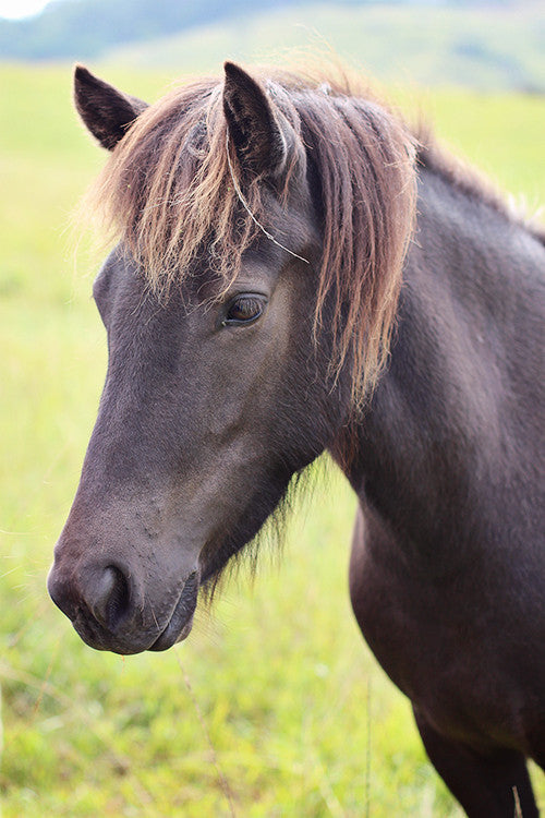 Blæja (sold)