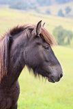 Kleif (sold)