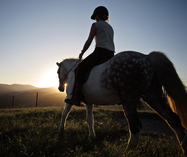 Our horses